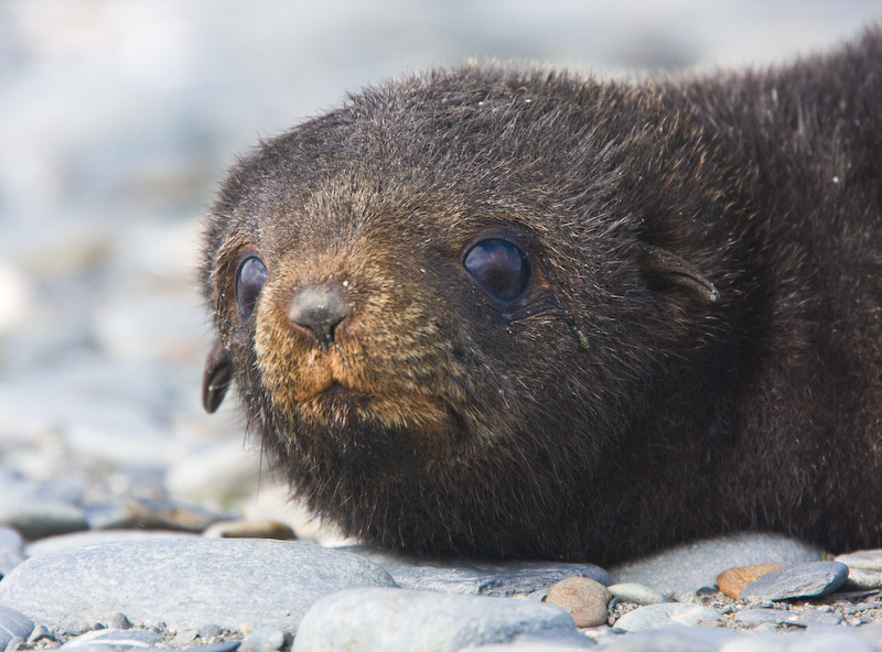 Antarctic Fur Seal